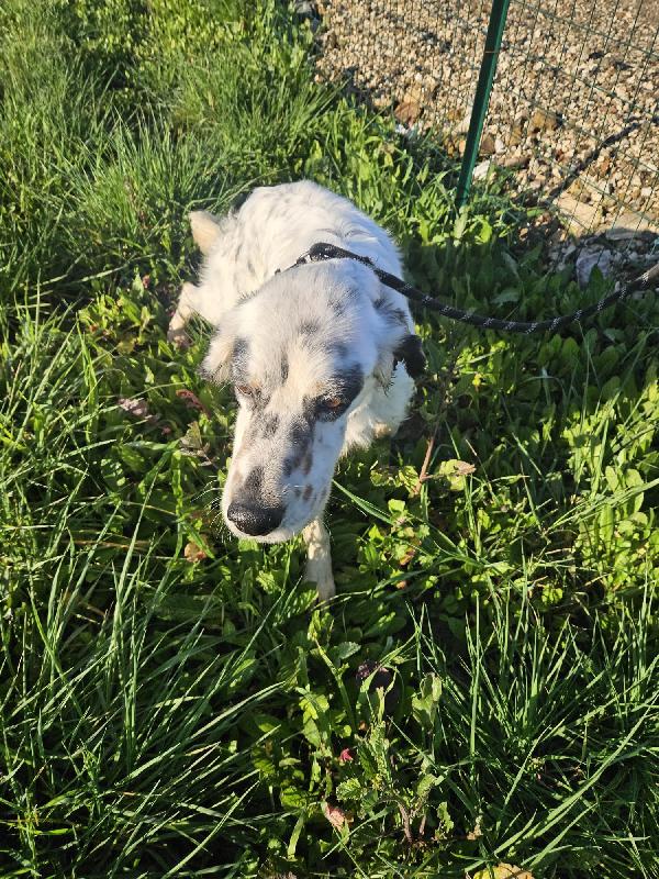 💕ZEUS CERCA CASA 🏠❤️ Foto 3